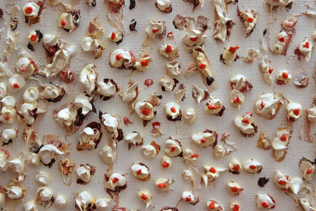 Dni bulharskej kultúry v Košiciach - foto 6